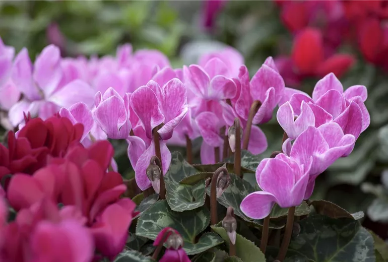 Cyclamen persicum