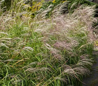 Miscanthus sinensis 'Silberfeder'