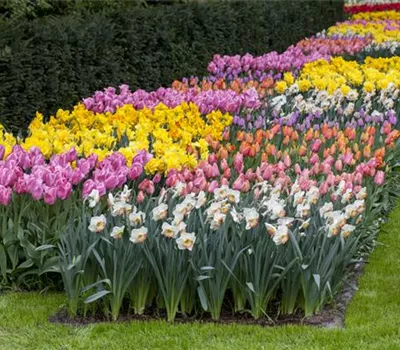 Das Blumenbeet pflegen: Giessen, düngen und schneiden Das Blumenbeet pflegen: Giessen, düngen und schneiden