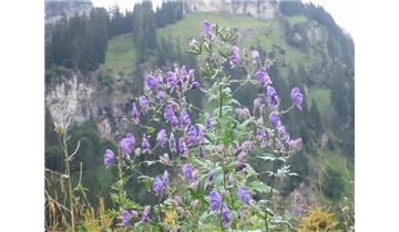 Eisenhut