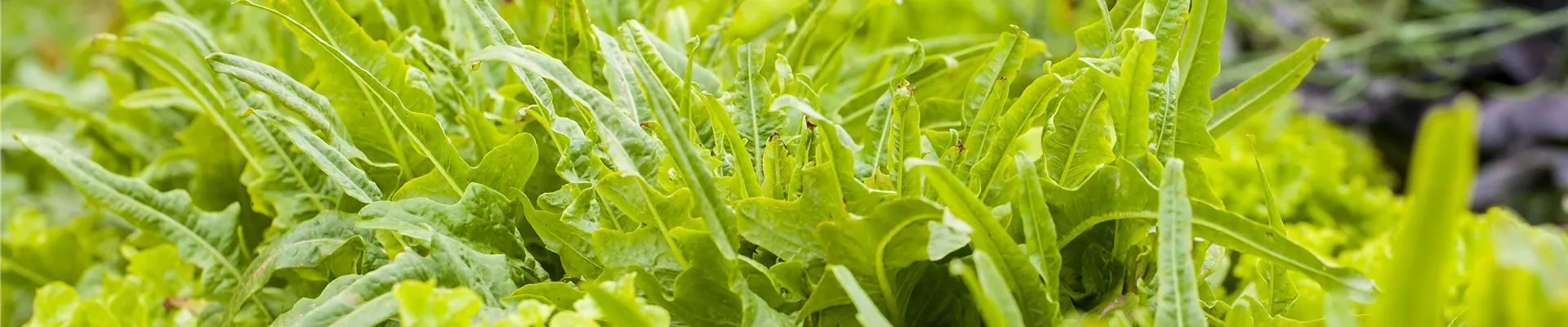 Blattgemüse Blattgemüse