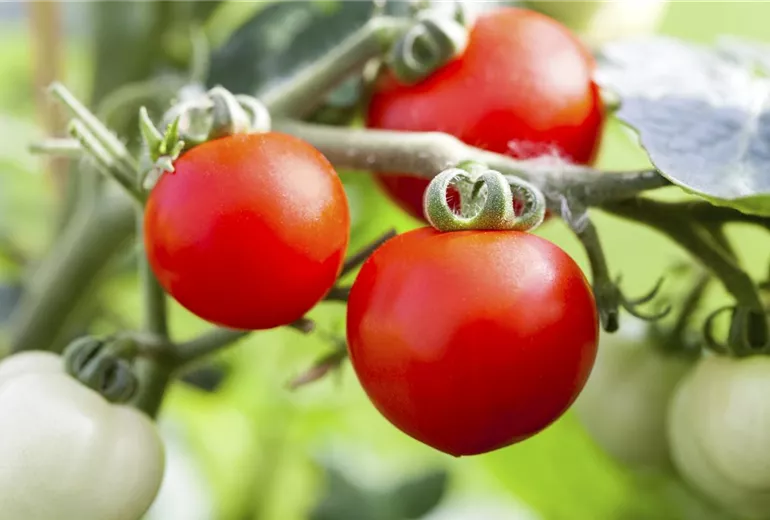 Solanum lycopersicum