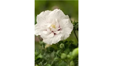Hibiscus, Eibisch