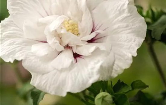 Hibiscus syriacus 'White Chiffon' ('Notwoodtwo')