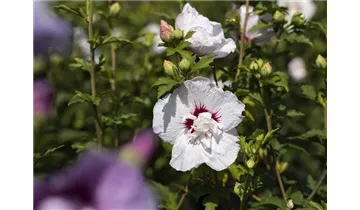 Hibiscus, Eibisch