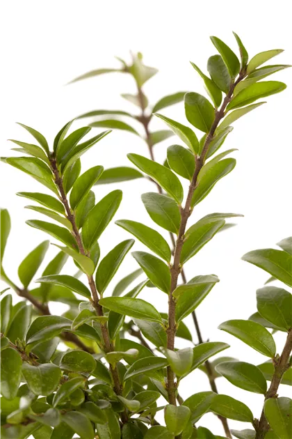 crassula ovata jade plant Jade (Crassula ovata) – Baton Rouge Succulent Co main image 1