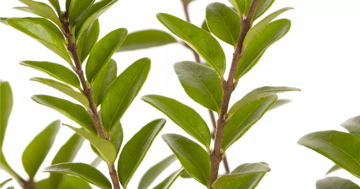 philodendron serpens Philodendron serpens – Carnivero main image 0