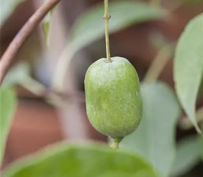 Actinidia arguta 'Super Issai'