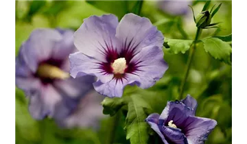 Hibiscus, Eibisch