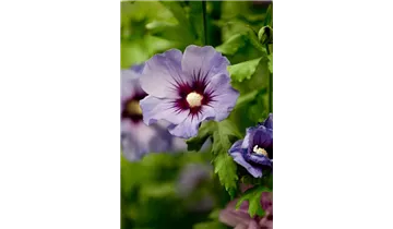 Hibiscus, Eibisch