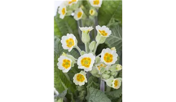 Frühlings-Schlüsselblume