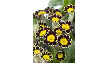Frühlings-Schlüsselblume