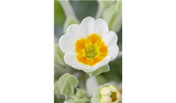 Frühlings-Schlüsselblume