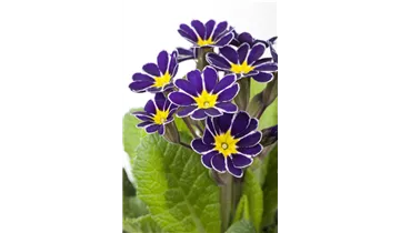 Frühlings-Schlüsselblume
