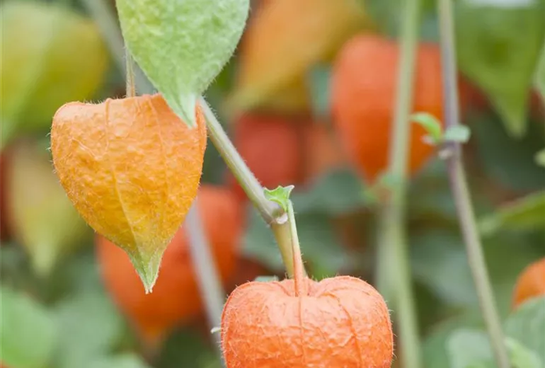 Physalis alkekengi var. franchetii Physalis alkekengi var. franchetii
