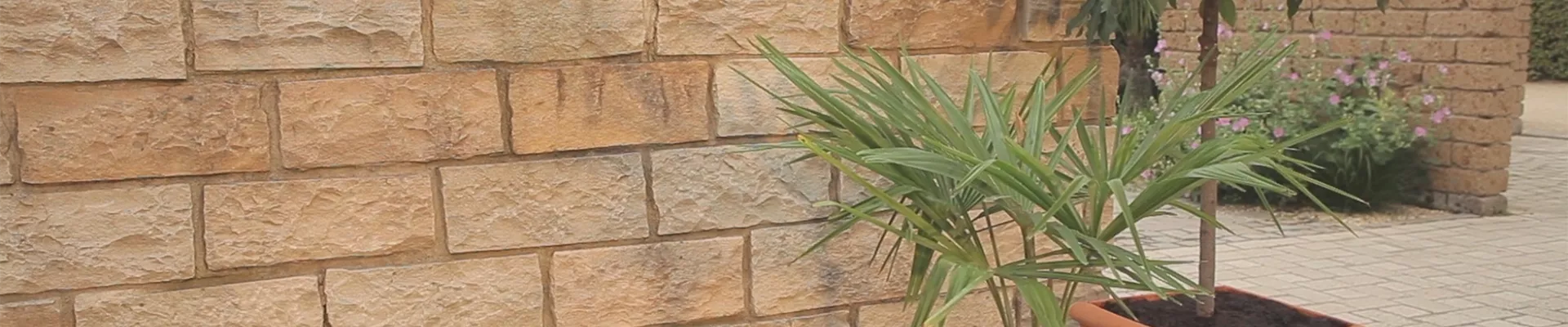 Chinesische Hanfpalme - Einpflanzen in ein Gefäss (thumbnail)