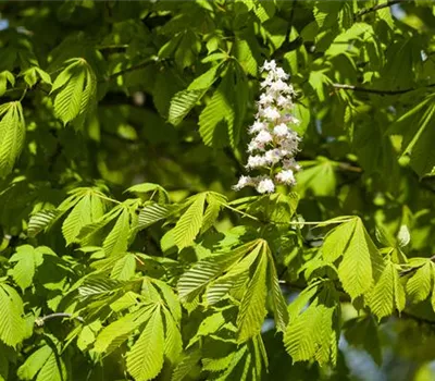 Aesculus hippocastanum 'Baumannii'