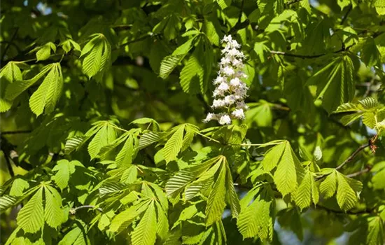 Aesculus hippocastanum 'Baumannii'