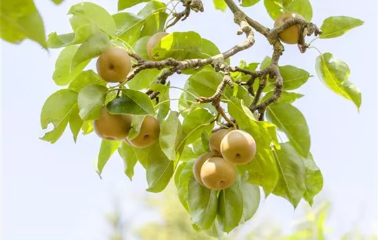 Der Obstgarten – viele Leckereien für grosse und kleine Naschkatzen