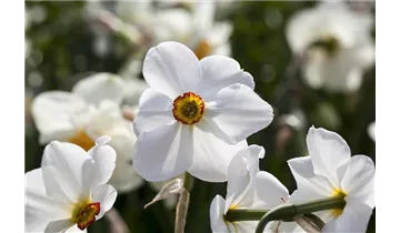 Dichternarzisse