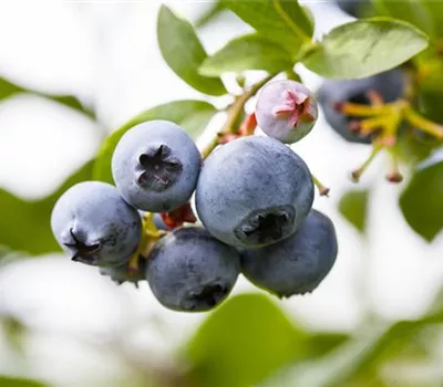 Vaccinium corymbosum 'North Country'