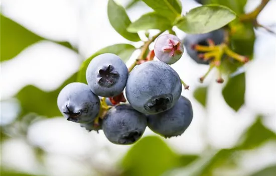 Vaccinium corymbosum 'North Country'