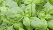Ocimum basilicum