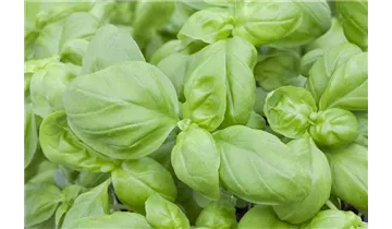 Ocimum basilicum