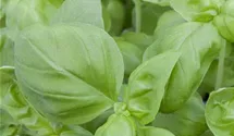 Ocimum basilicum