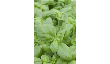 Ocimum basilicum