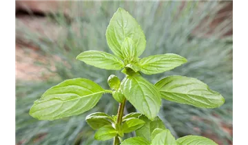 Ocimum basilicum
