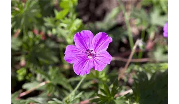 Blutroter Storchschnabel