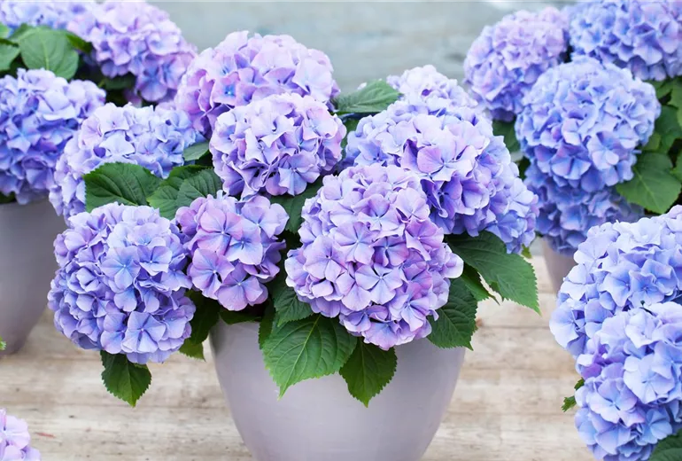 Hydrangea macrophylla 'Blauer Zwerg'