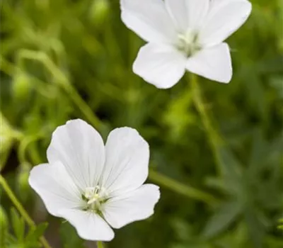 Geranium sanguineum 'Album'