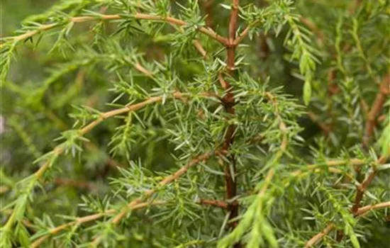 Juniperus communis 'Hibernica'