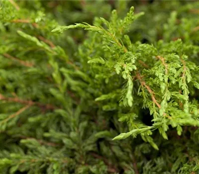 Juniperus communis 'Repanda' Bonsai