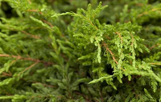 Juniperus communis 'Repanda' Bonsai