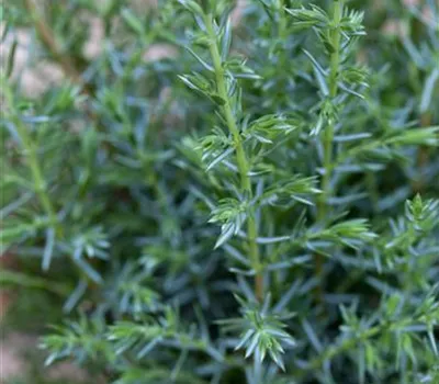 Juniperus communis 'Sentinel'