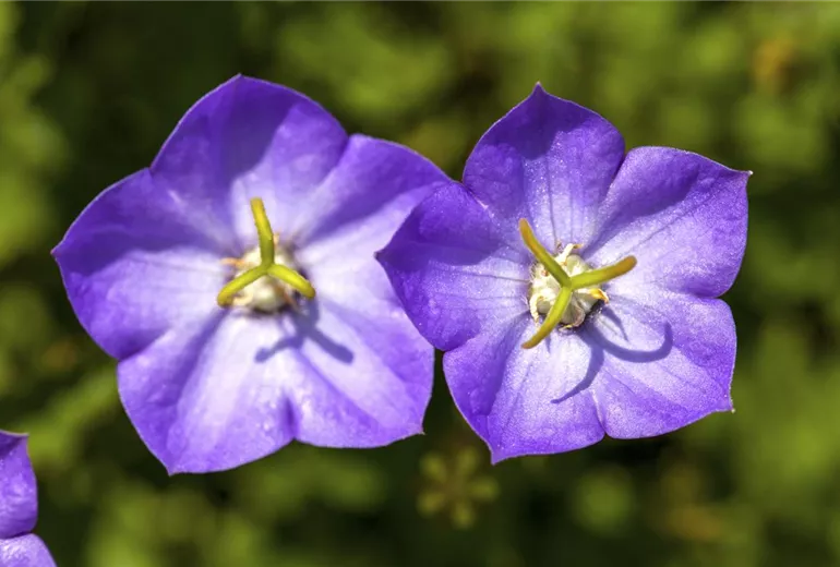 Campanula carpatica