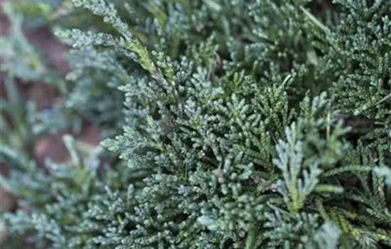 Juniperus horizontalis 'Wiltonii'