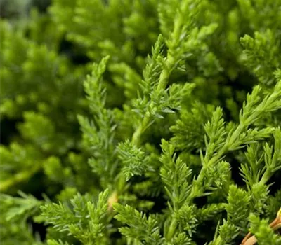 Juniperus horizontalis 'Prince of Wales'