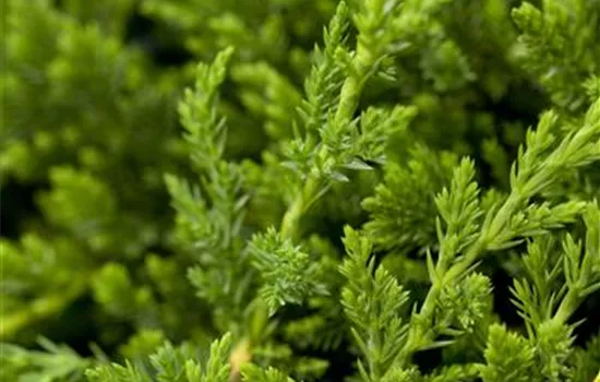 Juniperus horizontalis 'Prince of Wales'