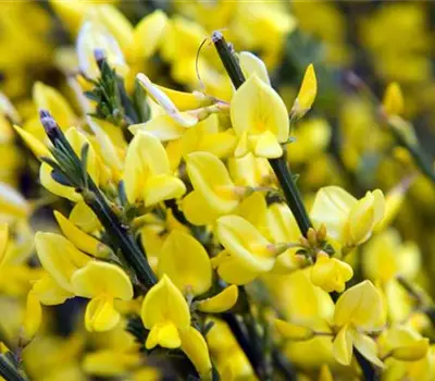 Cytisus praecox (x) 'Allgold'