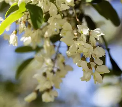 Robinia pseudoacacia 'Tortuosa'
