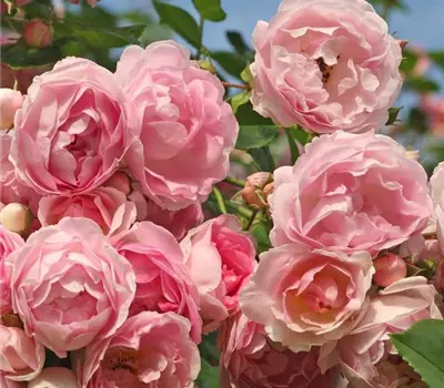 Rosa (Kletterrose) 'Jasmina'®