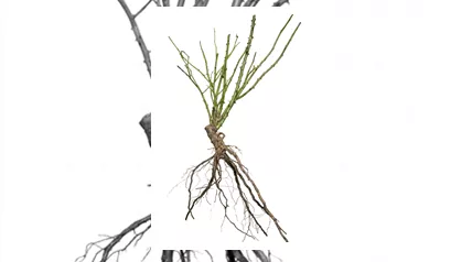 Wurzelnackte Rose freigestellt.png