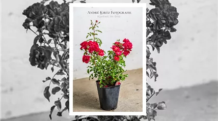 Containerrose 5lt Topf André Kirtz Bild 004.png