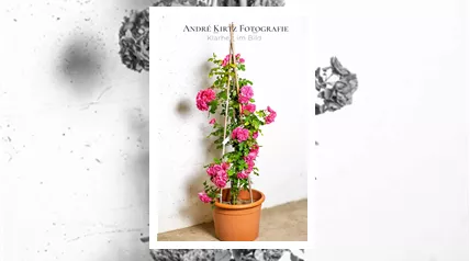 Solitärrose SOL André Kirtz Bild 001.png