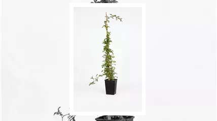 Containerrose C2J freigestellt.png