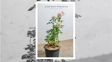 Containerrose C3J 3jährig André Kirtz Bild 001.png